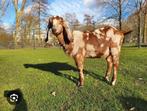 Gezocht: nubische en toggenburger geiten, Dieren en Toebehoren, Meerdere dieren, Geit