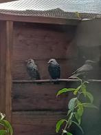 spreeuw, Dieren en Toebehoren, Mannelijk, Wildzangvogel, Geringd