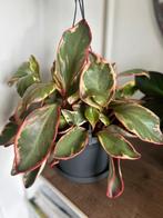 Peperomia Ginny, Ophalen of Verzenden, Overige soorten, In pot, Minder dan 100 cm