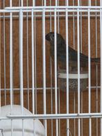 2x Twatwa Jongman 100% Maximiliani, Mannelijk, Tropenvogel, Geringd