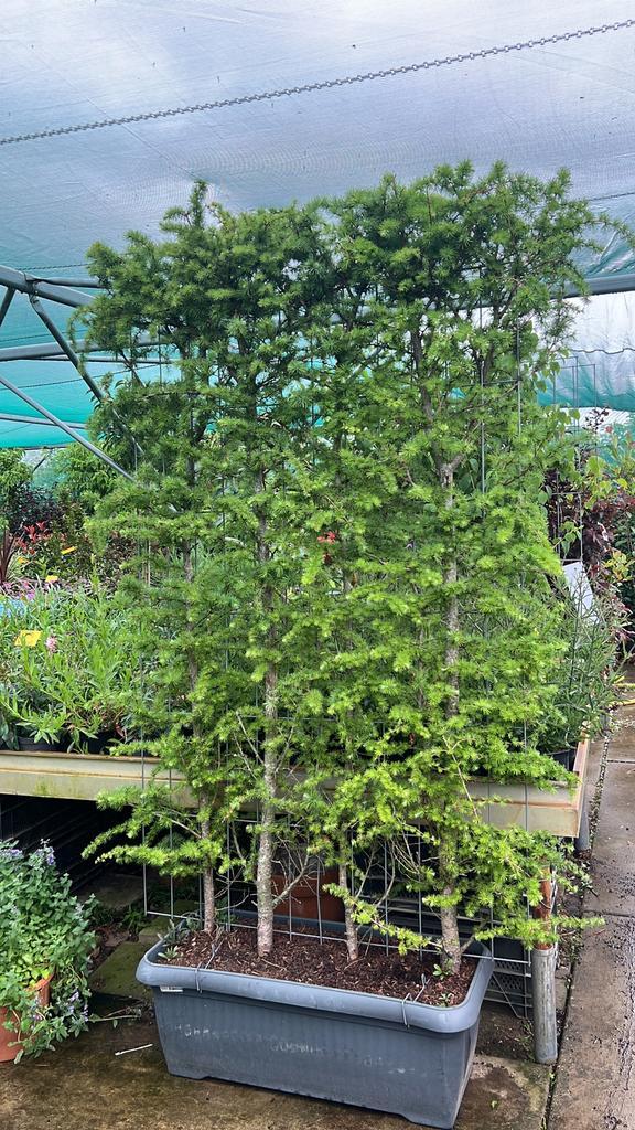 Kant en klaar hagen 180 hoog en 120 breed, vanaf €30,00, Tuin en Terras, Planten | Fruitbomen, Overige soorten, Minder dan 100 cm