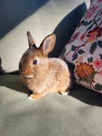 Konijntjes te koop!, Dieren en Toebehoren, Meerdere dieren