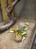 grasparkieten, Dieren en Toebehoren, Vogels | Parkieten en Papegaaien, Meerdere dieren, Parkiet