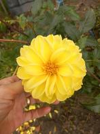 Dahlia knollen kopen of ruilen, Tuin en Terras, Bloembollen en Zaden, Ophalen of Verzenden, Volle zon, Knol