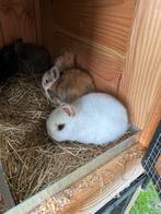 Baby konijntjes (nog 2 beschikbaar), Dieren en Toebehoren, Konijnen, Meerdere dieren, Klein, 0 tot 2 jaar