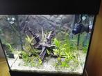 aquarium met co 2, Dieren en Toebehoren, Ophalen, Zo goed als nieuw, Gevuld zoetwateraquarium