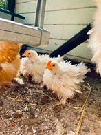 Krul cochin kuikens, Dieren en Toebehoren, Pluimvee, Geslacht onbekend, Kip