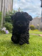 Wegens annulering  nog 1 prachtige Maltipo  pup teefje, Dieren en Toebehoren, Honden | Chihuahua's en Gezelschapshonden, Overige rassen