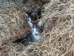 Twee leuke kittens (poesjes), gewend met kinderen!, Poes, Kortharig, 0 tot 2 jaar