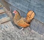 Sebright haantje, Dieren en Toebehoren, Pluimvee, Mannelijk, Kip