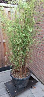 Fargesia bamboe in kuip, Vaste plant, Bloeit niet, Halfschaduw, Ophalen