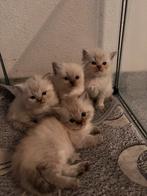 Ragdoll x Britse Langhaar Kittens, Dieren en Toebehoren, Katten en Kittens | Raskatten | Langhaar, Meerdere dieren, 0 tot 2 jaar