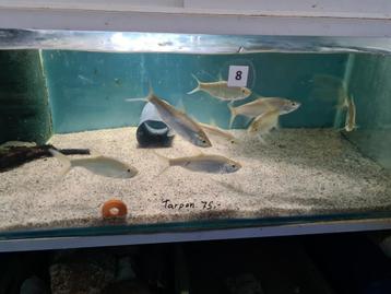 Trapoen, Tarpon, Megalops Atlanticus beschikbaar voor biedingen