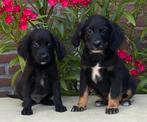 Prachtige GOLDEN RETRIEVER x FRIESE STABIJ pups, Dieren en Toebehoren, Honden | Niet-rashonden, Nederland, CDV (hondenziekte)