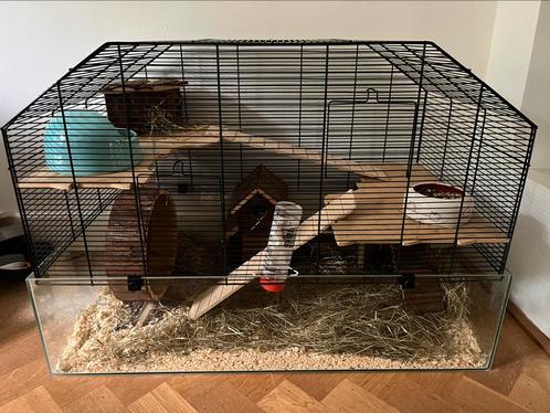 Hanster kooi en toebehoren, Dieren en Toebehoren, Knaagdieren, Vrouwelijk, Hamster, Na 1 juli 2024, Tam