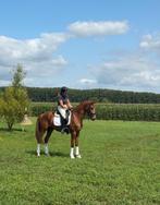 Talentvolle 3 jarige ruin., Dieren en Toebehoren, Paarden, Gechipt, Ruin, Dressuurpaard, 3 tot 6 jaar