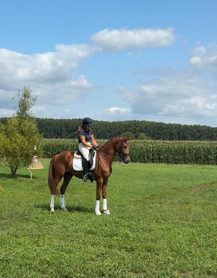 Talentvolle 3 jarige ruin., Dieren en Toebehoren, Paarden, Ruin, L, 165 tot 170 cm, 3 tot 6 jaar, Dressuurpaard, Met stamboom