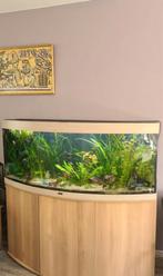Jewel aquarium 450 L Curved, Dieren en Toebehoren, Vissen | Aquaria en Toebehoren, Overige typen, Gebruikt, Ophalen of Verzenden