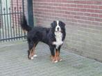 staat ter dekking berner sennen reu, Dieren en Toebehoren, Rabiës (hondsdolheid), Reu, Meerdere, 3 tot 5 jaar