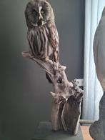 Prachtige Opgezette Laplanduil Te Koop, Verzamelen, Dierenverzamelingen, Ophalen of Verzenden, Zo goed als nieuw, Vogel, Opgezet dier