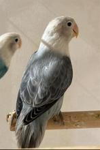 Mooie jonge Agapornis Fischerie, Dieren en Toebehoren, Vogels | Parkieten en Papegaaien, Geslacht onbekend, Dwergpapegaai of Agapornis