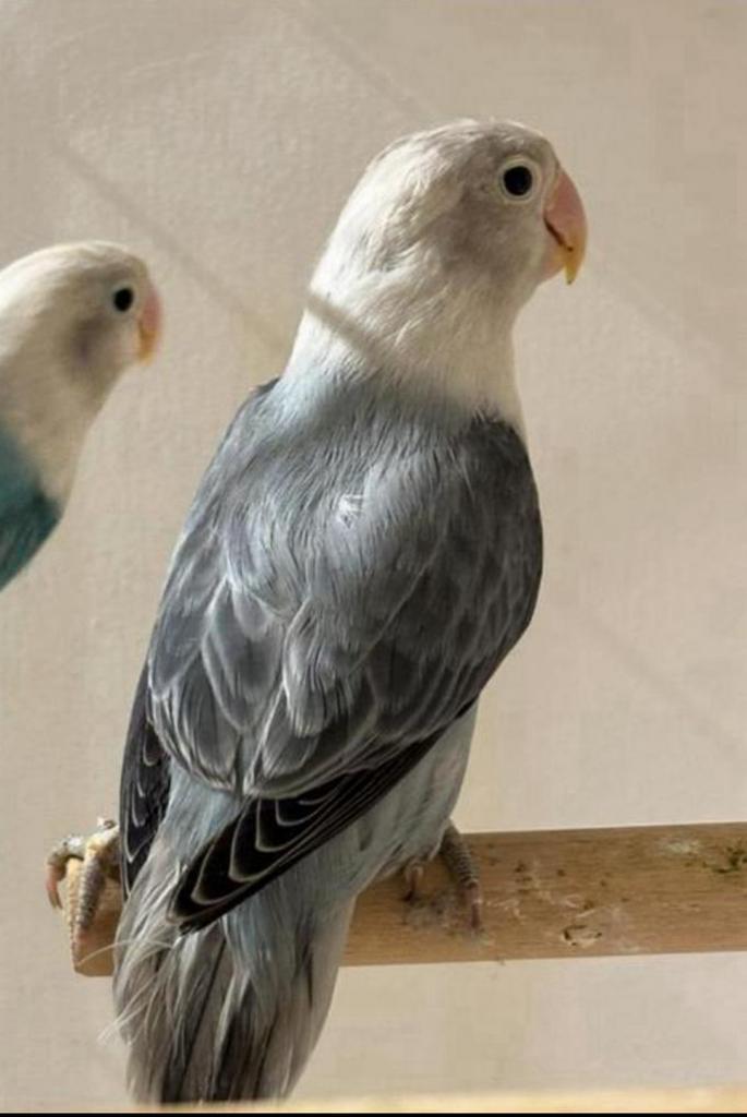 Mooie jonge Agapornis Fischerie, Dieren en Toebehoren, Vogels | Parkieten en Papegaaien, Dwergpapegaai of Agapornis, Geslacht onbekend