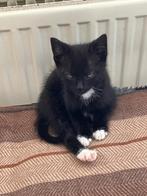 2 Kittens, Dieren en Toebehoren, Katten en Kittens | Overige Katten, Geslacht onbekend, Kortharig, 0 tot 2 jaar