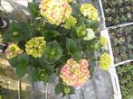 Grote roze hortensia planten, Tuin en Terras, Planten | Tuinplanten, Ophalen, Zomer, Overige soorten, Halfschaduw