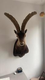 Opgezette dieren vogel taxidermie, Verzamelen, Dierenverzamelingen, Ophalen of Verzenden, Zo goed als nieuw, Vogel, Opgezet dier