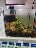 Compleet aquarium qubiq 30, Dieren en Toebehoren, Vissen | Aquaria en Toebehoren, Ophalen, Gebruikt, Gevuld zoetwateraquarium