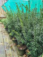 Taxus Hillii, Haag, Minder dan 100 cm, Taxus, Ophalen