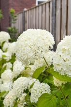 Annabelle mooie pluimhortensia 40-60 cm hoog, Ophalen, Hortensia, Haag, Minder dan 100 cm