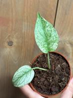 Monstera deliciosa variegata plant mint variegata albo, Ophalen of Verzenden, Overige soorten, Minder dan 100 cm