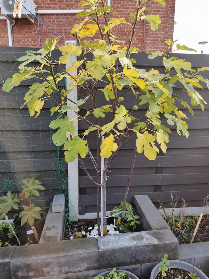 Jonge Vijgenboom - Wijgeboom, Tuin en Terras, Planten | Bomen, Overige soorten, 100 tot 250 cm, Volle zon, Bloeit niet, Ophalen