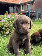 Lieve kruising Labrador puppy's, Dieren en Toebehoren, Rabiës (hondsdolheid), 8 tot 15 weken, Meerdere, Meerdere dieren
