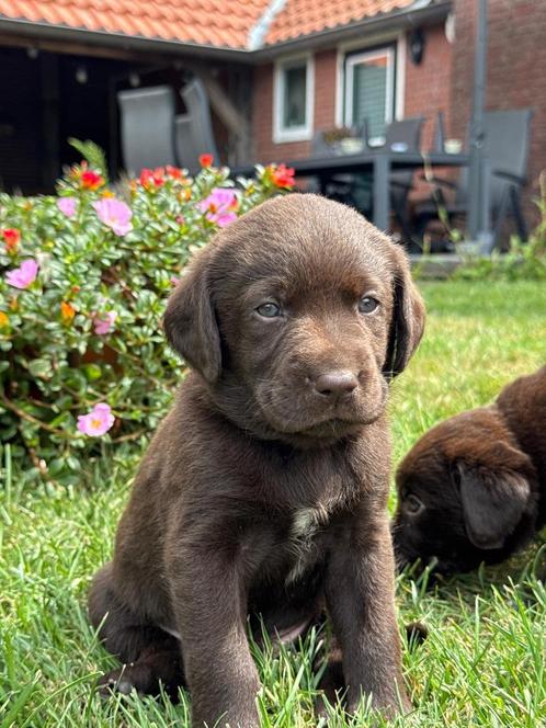 Lieve kruising Labrador puppy's, Dieren en Toebehoren, Honden | Niet-rashonden, Middel, Meerdere dieren, Particulier, Meerdere