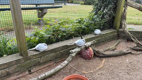 Diamantduif jongen van dit jaar., Dieren en Toebehoren, Vogels | Duiven, Overige soorten, Geslacht onbekend