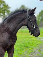 Prachtig Fries merrie veulen met Stamboom, Dieren en Toebehoren, Paarden, Merrie, Minder dan 160 cm, Gechipt, Dressuurpaard