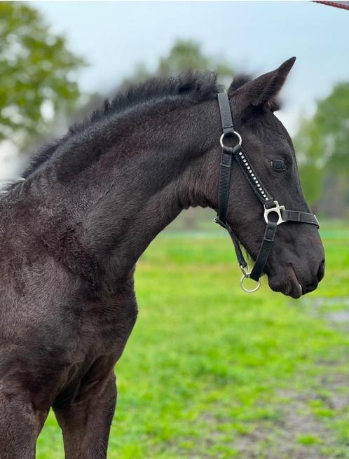 Prachtig Fries merrie veulen met Stamboom, Dieren en Toebehoren, Paarden, Merrie, Onbeleerd, Minder dan 160 cm, 0 tot 2 jaar, Dressuurpaard
