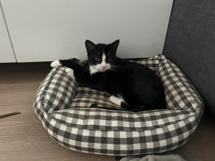 Kitten (jongen) zoekt huis (evt samen met moeder), Dieren en Toebehoren, Katten en Kittens | Overige Katten, Poes