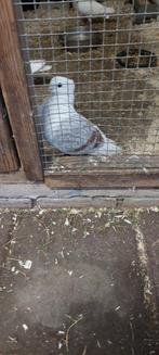 Sierduiven, Mannelijk, Overige soorten