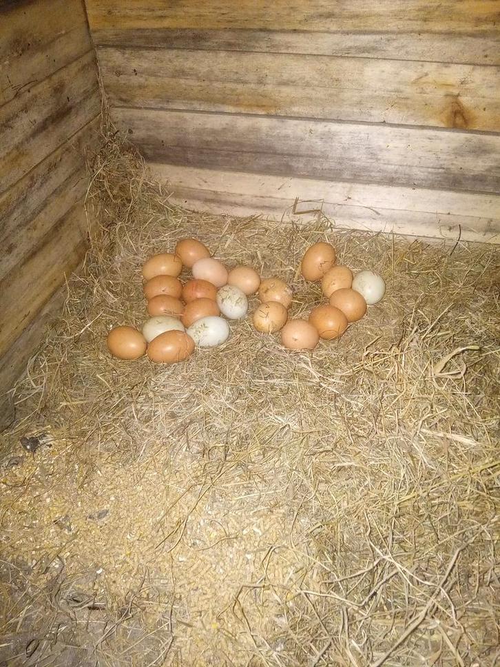 Verse kippeneieren, Dieren en Toebehoren, Pluimvee, Overige soorten, Meerdere dieren