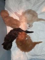 Main coon kittens, Dieren en Toebehoren, Meerdere dieren, Gechipt