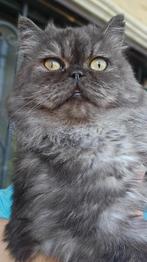 Lieve knuffel kater Tommy ter adoptie, Dieren en Toebehoren, Kater, Gechipt
