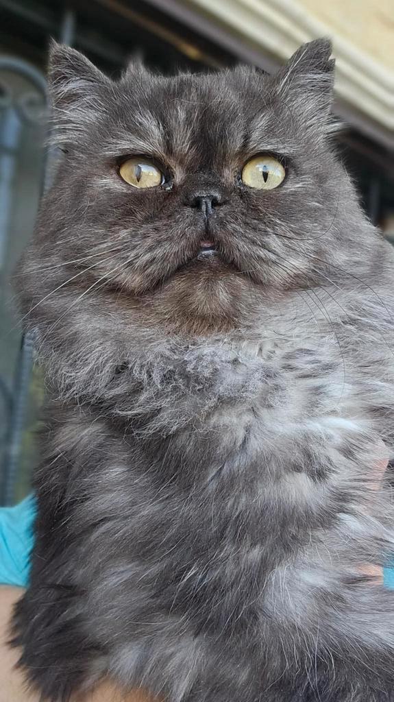 Lieve knuffel kater Tommy ter adoptie, Dieren en Toebehoren, Katten en Kittens | Raskatten | Langhaar, Kater, Gechipt