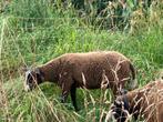 Zwartbles ram van dit jaar.  En 2 volwassen ooien, Dieren en Toebehoren, Schapen, Geiten en Varkens, Meerdere dieren, Schaap