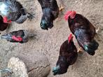 Te koop prachtige Rhode Island Red kriel haan., Mannelijk, Kip