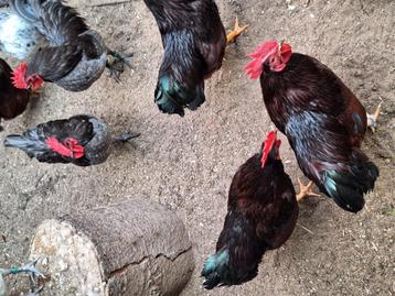 Te koop prachtige Rhode Island Red kriel haan.  beschikbaar voor biedingen