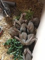 Jonge Vlaamse reuzen, Dieren en Toebehoren, Konijnen, Meerdere dieren, Groot