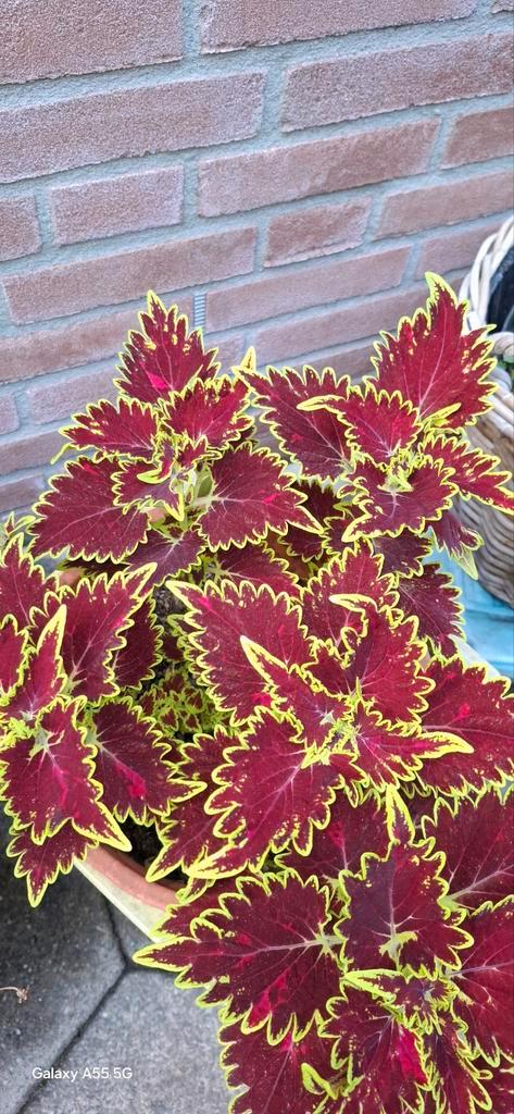 Siernetel -  alleen ophalen, Tuin en Terras, Planten | Tuinplanten, Eenjarig, Overige soorten, Halfschaduw, Bloeit niet, Ophalen of Verzenden